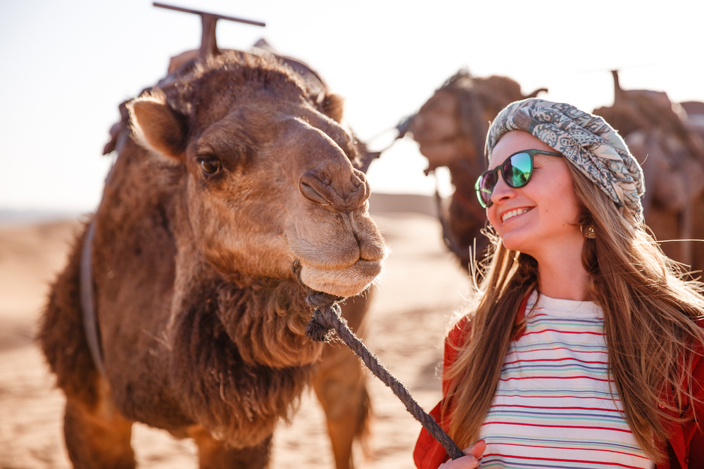 Camel in Merzouga